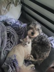 Lost Male Dog last seen Sunset and  Foothill blvd , Monrovia, CA 91016