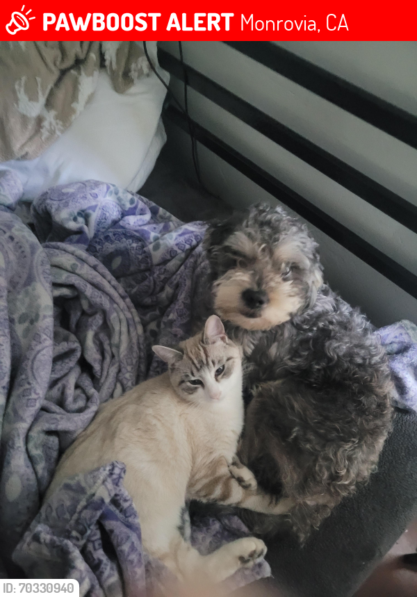 Lost Male Dog last seen Sunset and  Foothill blvd , Monrovia, CA 91016