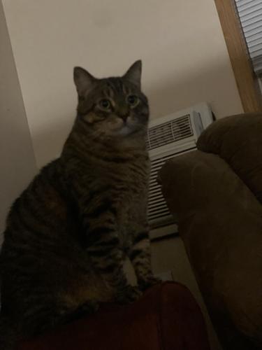 Lost Male Cat last seen near the end of grace place front , New Richmond, WI 54017