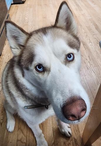 Lost Male Dog last seen Terry Trail Willowbrook 60527, Downers Grove Township, IL 60527