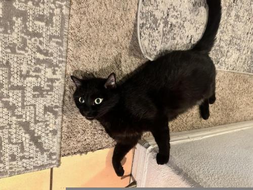 Lost Male Cat last seen Timber Kate and Hot Ponds , Henderson, NV 89015