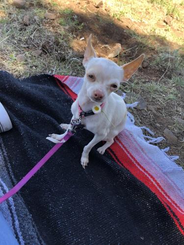 Lost Female Dog last seen Wilmot and Golflinks, Tucson, AZ 85710