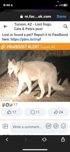 Lost Male Dog last seen Ft Lowell country club & Prince, Tucson, AZ 85716