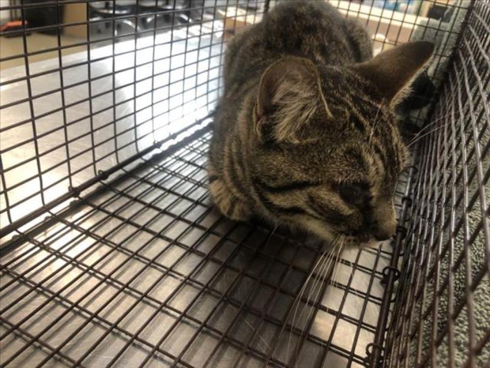 Shelter Stray Female Cat last seen Near BLK 71ST ST, Long Beach, CA 90815