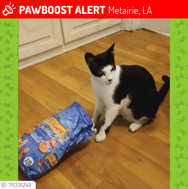 Lost Female Cat last seen Kawanee Ave & Cleveland Pl, Metairie, LA 70003