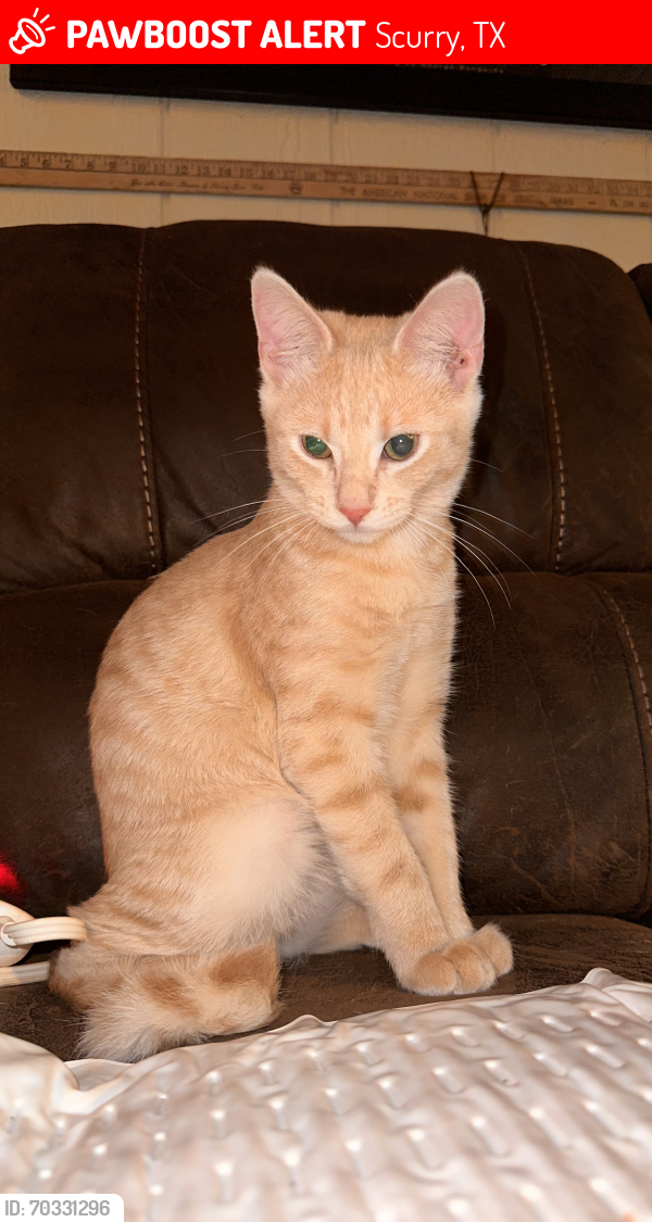 Lost Male Cat last seen FM 2451, Scurry, TX 75158