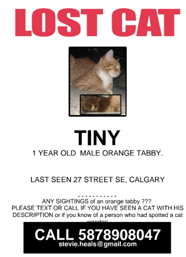 Lost Male Cat last seen OGDEN SOUTHEAST Calgary ab, Calgary, AB 