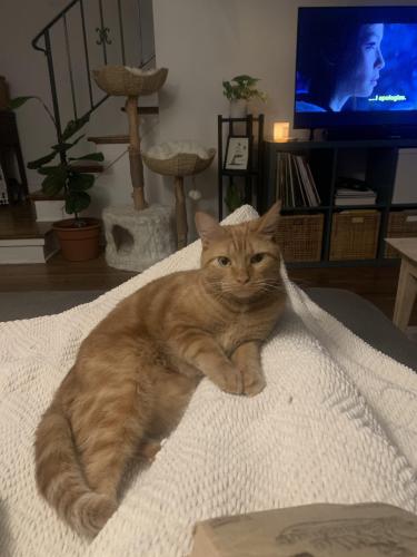 Lost Male Cat last seen Lake Forest Rd E, Charlotte, NC 28227