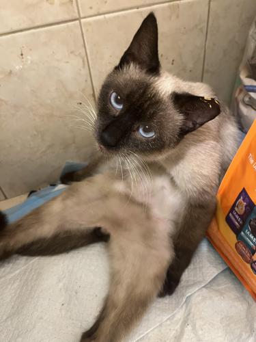 Lost Male Cat last seen Coral ridge dr and nw 30 th street, Coral Springs, FL 33065