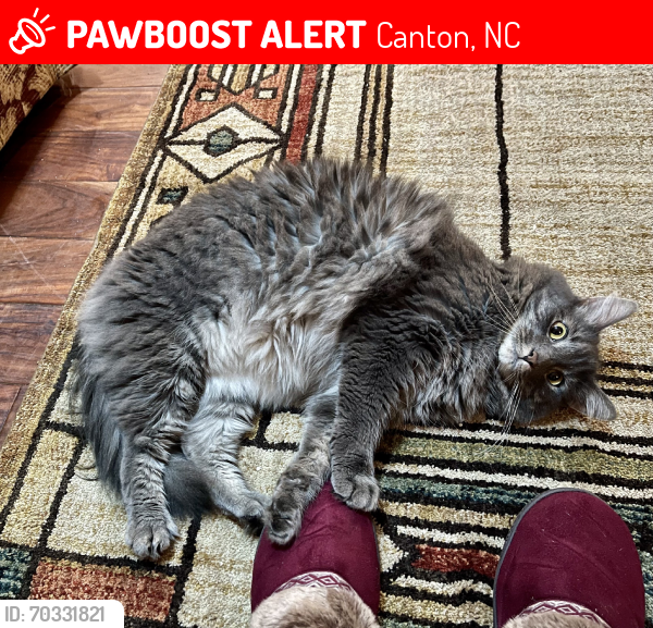 Lost Female Cat last seen Horse Cove Road and Wagon Wheel Way, Canton, NC 28716