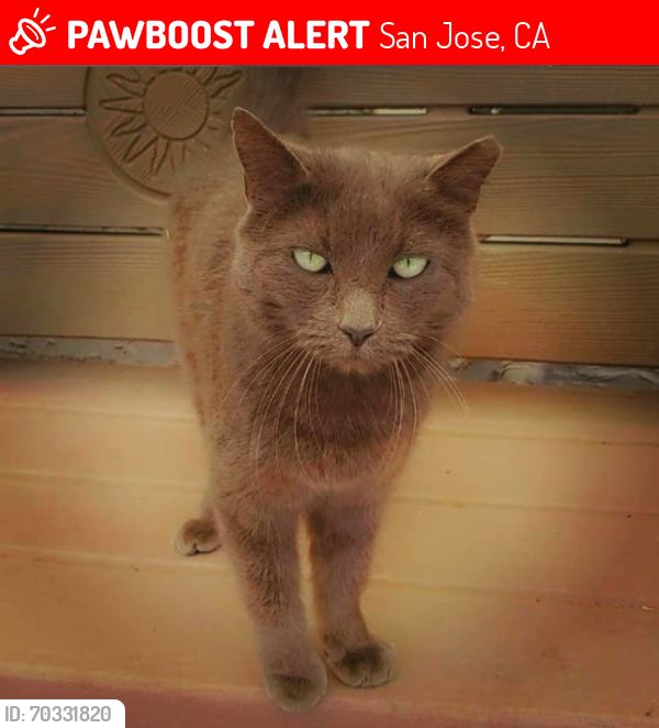 Lost Male Cat last seen Stimson Way, Ruby Avenue, Mosshall Way, San Jose, CA 95135