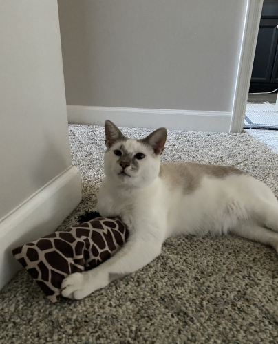 Lost Male Cat last seen Corner of Williams Road and Doub Road Lewisville NC, Lewisville, NC 27023