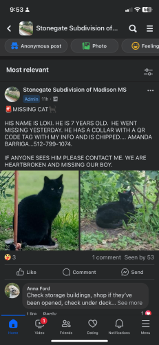 Lost Male Cat last seen madison mississippi , Madison, MS 39110