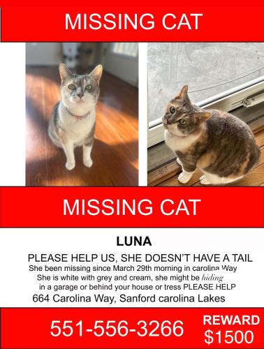 Lost Female Cat last seen Near Carolina way Sanford NC, Sanford, NC 27332