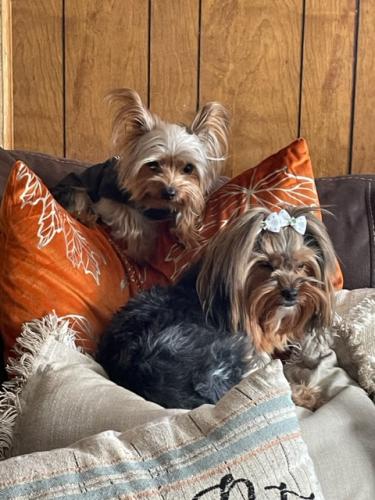 Lost Female Dog last seen she is a female yorkie and a small male yorkie name robbie, Albuquerque, NM 87105