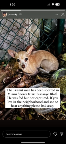 Lost Male Dog last seen Near biscayne blvd, North Miami Beach, FL 33181