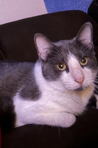Lost Male Cat last seen E Northend Ave, Bard rd, N 10th Ave ,N9th Ave & , N 8th Ave , Paragould, AR 72450