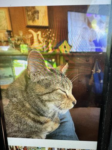 Lost Female Cat last seen West hills , Knoxville, TN 37909