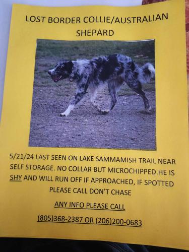 Lost Male Dog last seen lake sammamish trail/ marymoor park, Sammamish, WA 98008