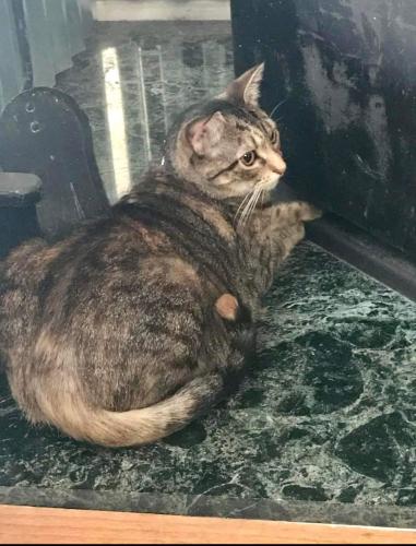 Lost Female Cat last seen Riverview Road/Middle Paxton twp, Dauphin, PA 17018