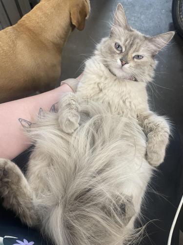 Lost Female Cat last seen Imperial and Viking , Brea, CA 92821