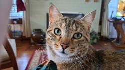 Lost Female Cat last seen N east st and walnut, Morenci, MI 49256