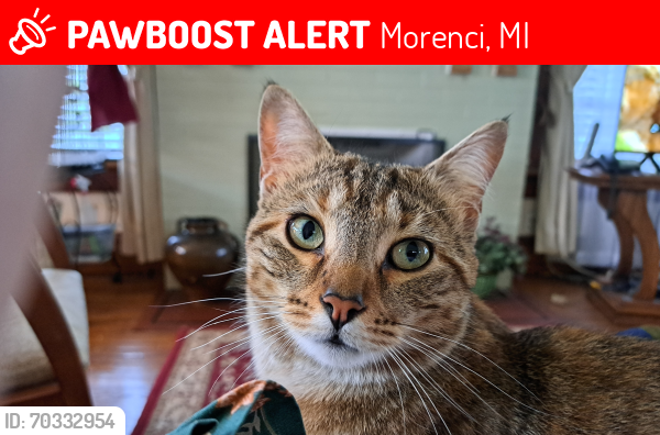 Lost Female Cat last seen N east st and walnut, Morenci, MI 49256