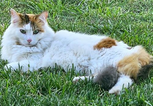 Lost Female Cat last seen Saunders ln, Loomis, CA 95650
