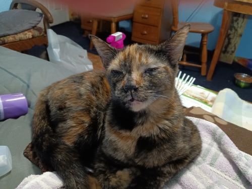 Lost Female Cat last seen Claridge Avon patk, Highlands County, FL 33825