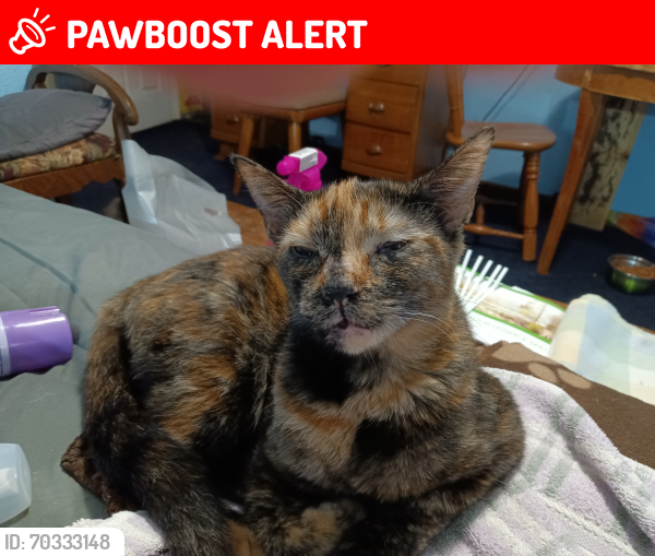 Lost Female Cat last seen Claridge Avon patk, Highlands County, FL 33825