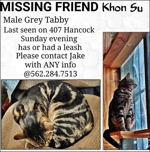 Lost Male Cat last seen Marshall & Hancock, Richmond, VA 23220