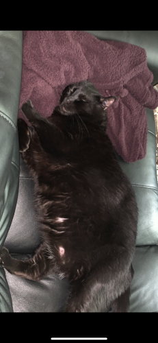 Lost Male Cat last seen 180st Cloverdale , Surrey, BC V3S
