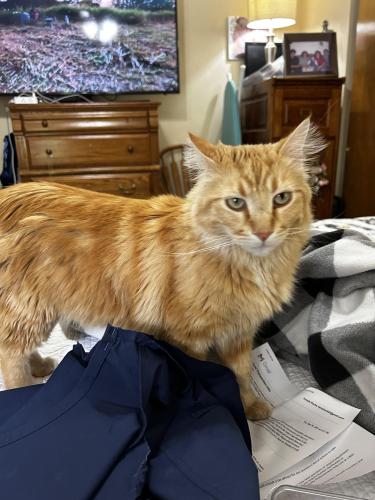Lost Male Cat last seen 44th Avenue Ct and 14th st, Greeley, CO 80634