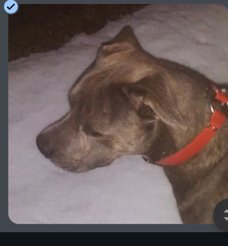 Lost Male Dog last seen National stockyards , Oklahoma City, OK 73102