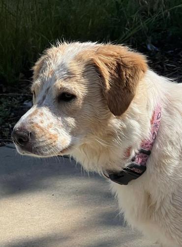 Lost Female Dog last seen Broadway plaza area , Walnut Creek, CA 94597