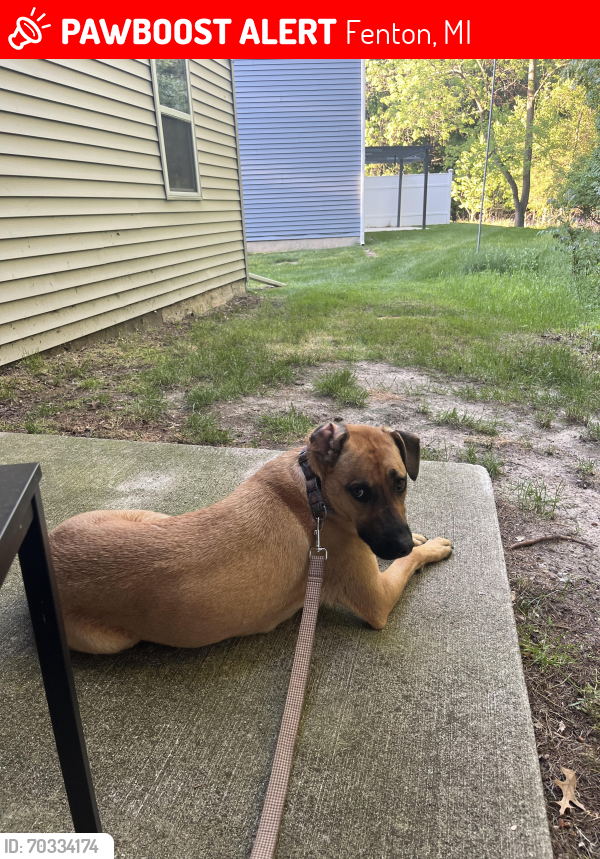 Lost Male Dog last seen outside my backyard, Fenton, MI 48430