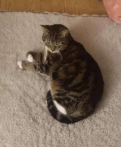 Lost Female Cat last seen Clark’s mill rd, Hollywood, MD 20636