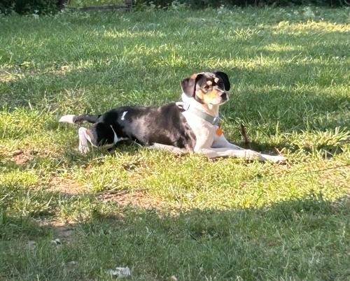 Lost Female Dog last seen W Washington st and Lyons Ave, Indianapolis, IN 46241