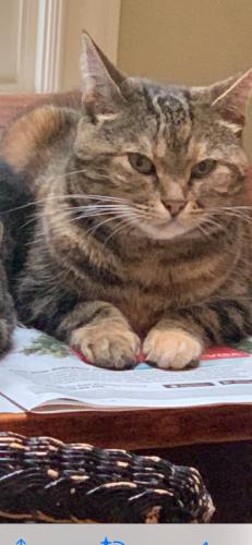Lost Female Cat last seen 35th ave and Wallace, vancouver, B.C., Vancouver, BC V6N 2N8