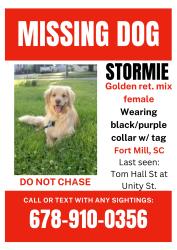 Lost Female Dog last seen Williamson Street approaching Banks Street , Fort Mill, SC 29715