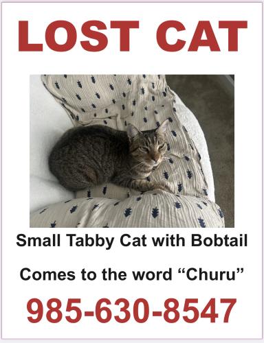 Lost Female Cat last seen Fire tower Road silver hill, Ponchatoula, LA 70454