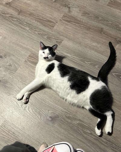 Lost Male Cat last seen Kenton Station Rd and Clayridge Rd., Alexandria, KY 41001