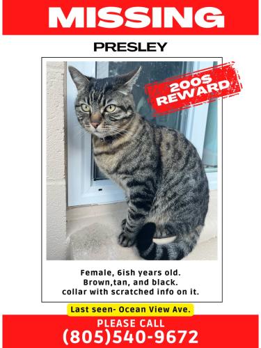 Lost Female Cat last seen 4th st, Grover Beach, CA 93433