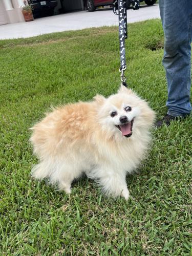 Found dog reunited in Port Charlotte, FL
