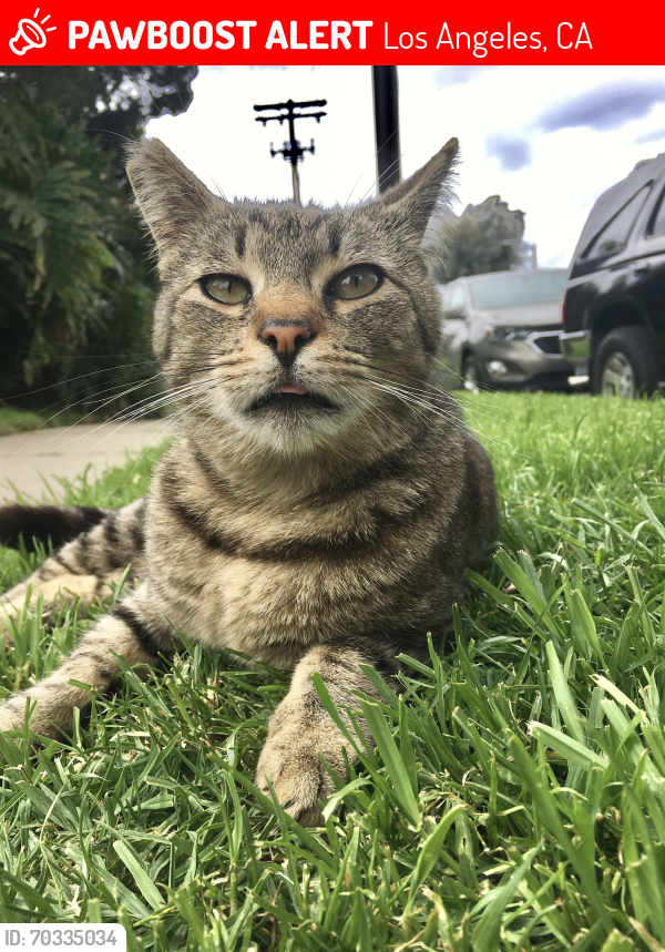 Los Angeles, CA Lost Male Cat, Cat Is Missing | PawBoost