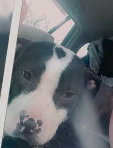 Lost Male Dog last seen Saranac & elm st, Youngstown, OH 44505