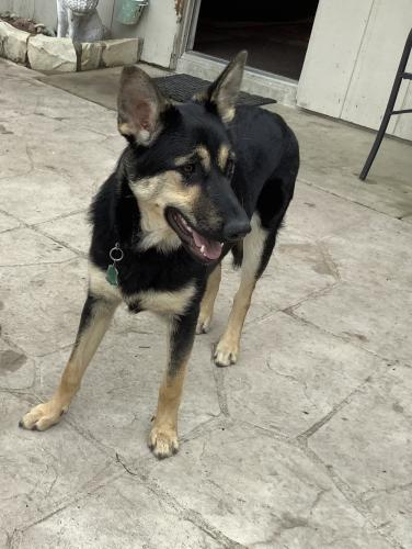 Lost Female Dog last seen Nogales and El Verano, Atascadero, CA 93422
