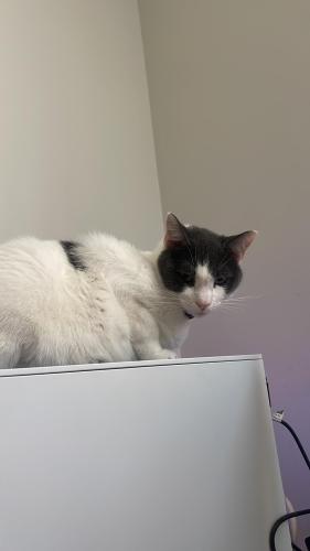 Lost Male Cat last seen Intersection of Rosedale Ave and Halley St, Durham, NC 27707