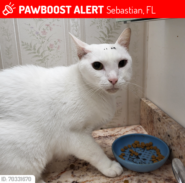 Lost Male Cat last seen Nobles St.   HIGHLANDS, Sebastian, FL 32958