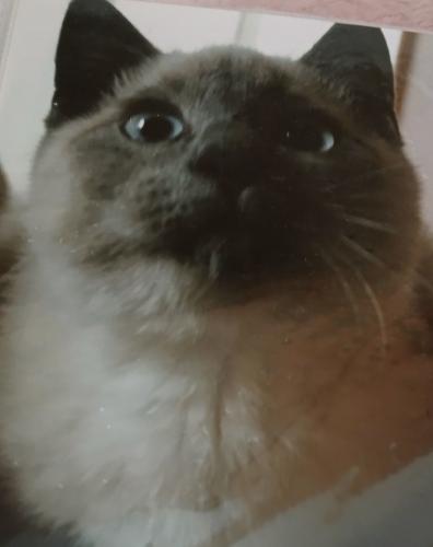 Lost Female Cat last seen Ann Arbor Trail And Lilly, Plymouth, MI 48170